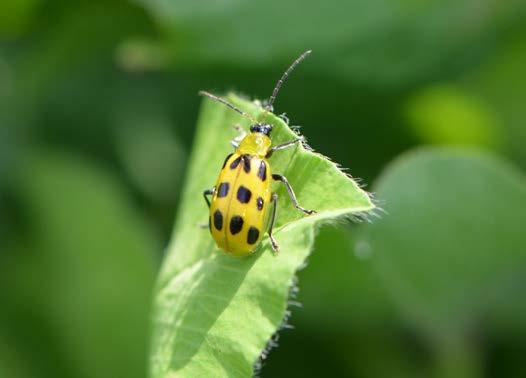 L. Kerner Fig 2 Spotted Cucumber Beetle