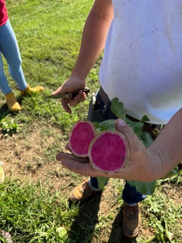 L. Barranco Terp Farm Pink Watermelon Radish