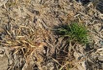 Herbicide-susceptible and herbicide-resistant Italian ryegrass following a glyphosate application