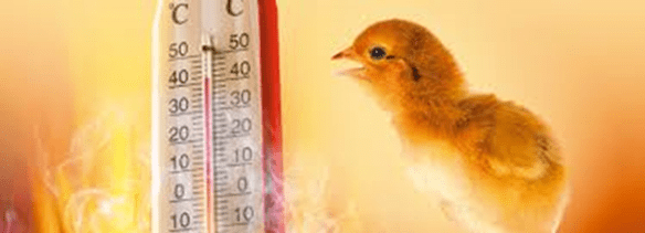 Thermometer showing heat with baby chick next to it