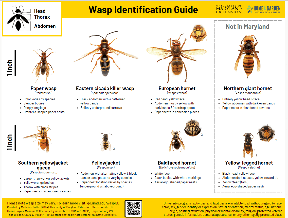 a diagram comparing 8 wasps - 6 found in Maryland and 2 not in Maryland