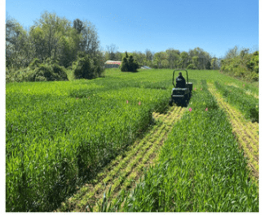 Figure 1 of K. Hamby Harvesting