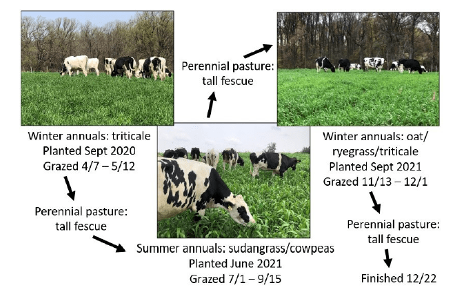 Fig 2 cow pics and timeline