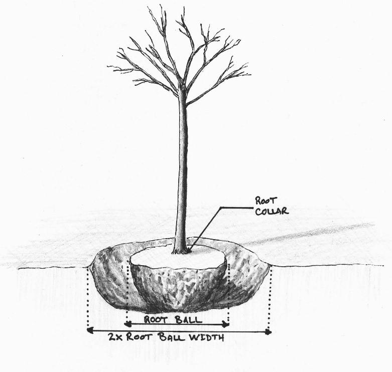 A schematic drawing showing how to plant a tree.