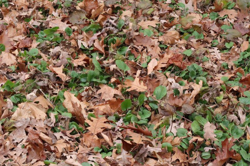 fallen leaves and green growth of golden ragwort covering the ground