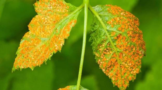 Fig. 1 Orange pustules on the underside of bramble leaves indicating infection with Orange rust. Photo: T. Sievers, Blumen Farm