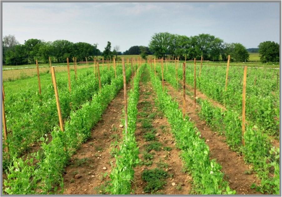 No-till sugarsnap peas growing in a field
