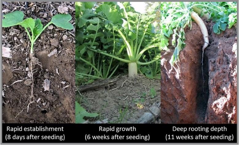 Comparison of establishment of forage radish at 8 days, 6 weeks, and 11 weeks.