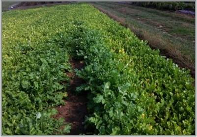 Forage radish plants are too close together, they end up competing for nutrients, particularly nitrogen. 
