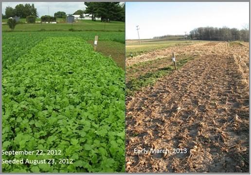 In Clarksville, MD, the complete closure of the canopy by the end of September on the left side resulted in a seedbed free of weeds in March on the right side. 