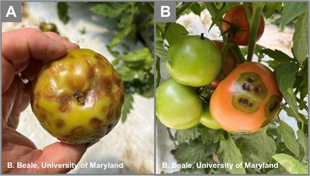 Tomatoes infected with TSWV