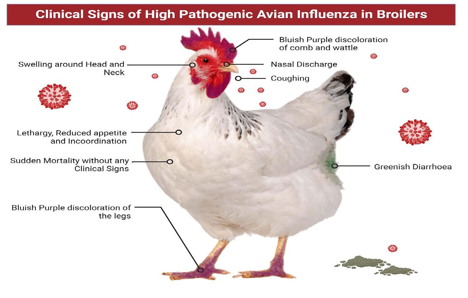 Labeled chicken w classic signs of HPAI