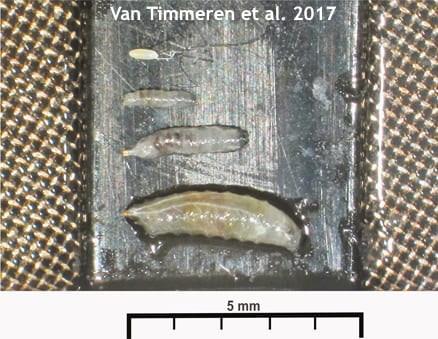 Spotted-wing drosophila egg and larvae stages