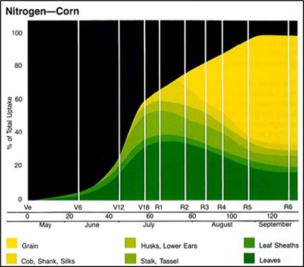 A graph showing nitrogen utilization of corn crop by plant tissue.