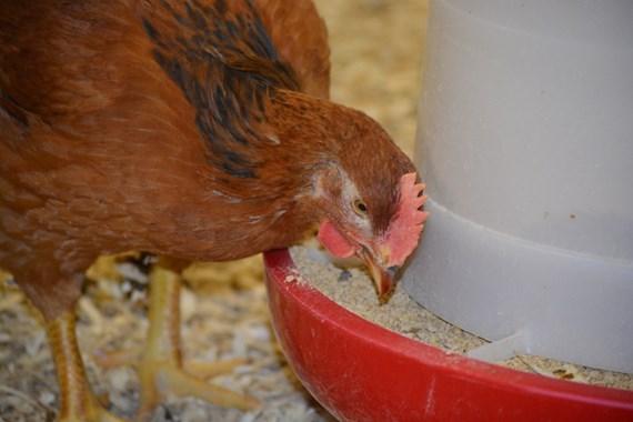 Hen eating at feeder
