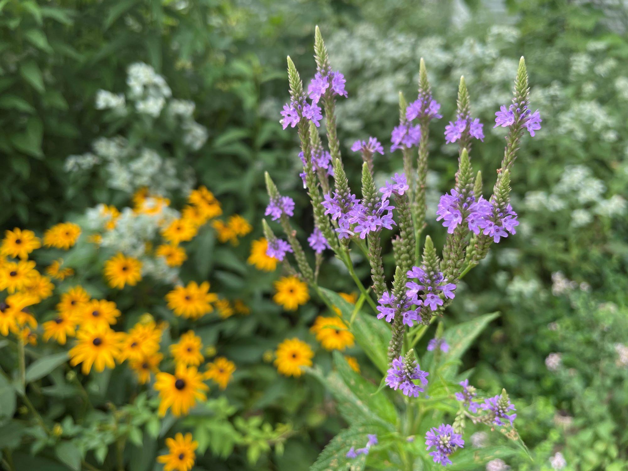 a garden with native plants - blue vervain - blackeyed susans