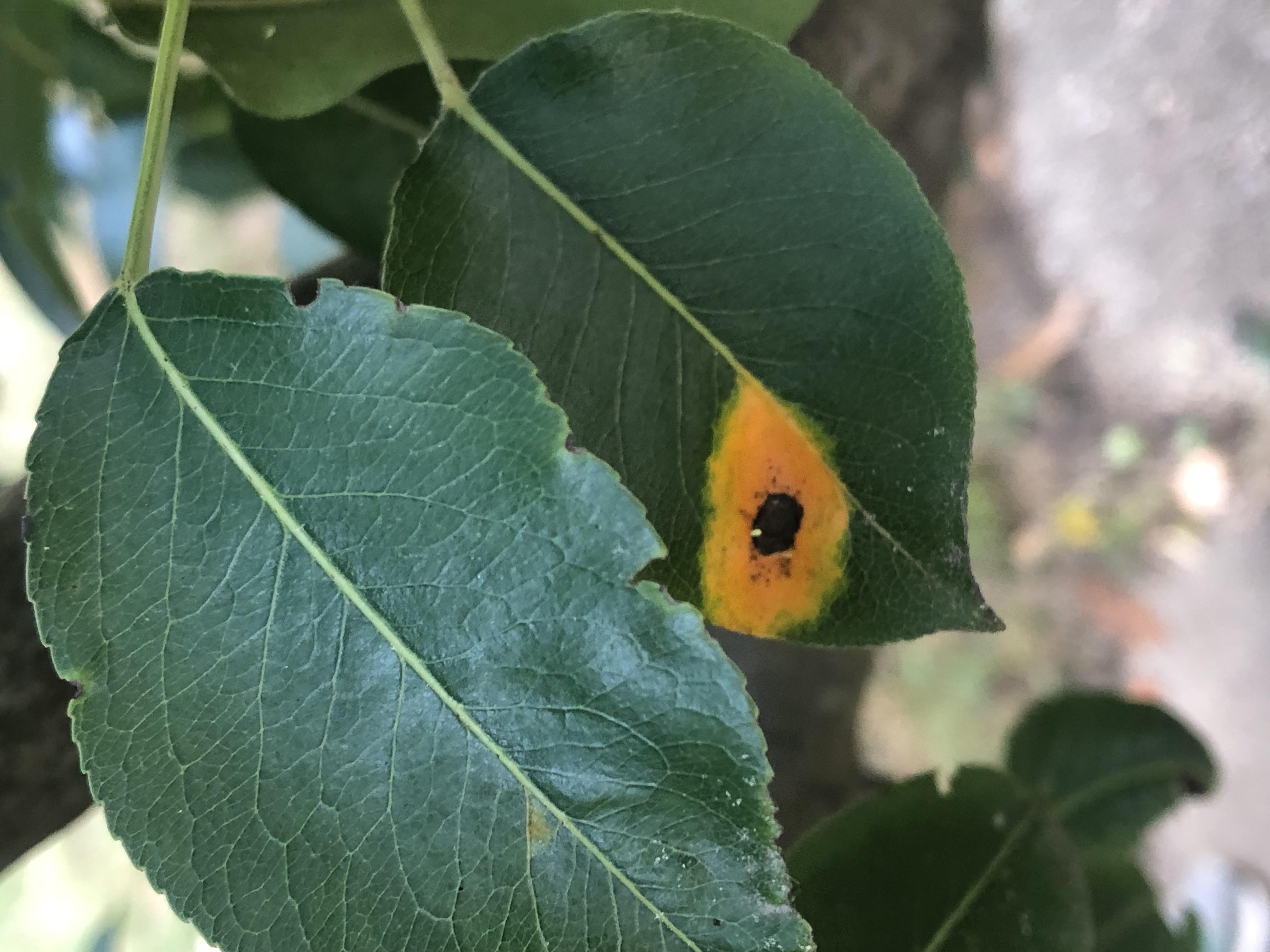 Quince rust on pear leaf