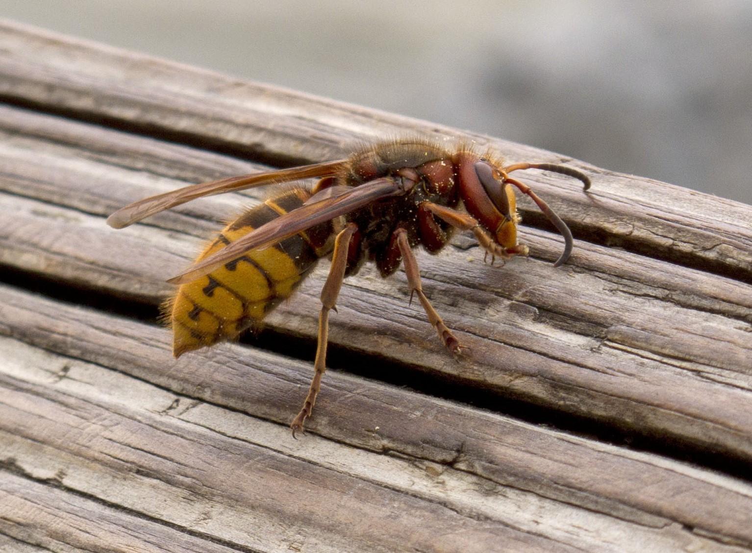 Social Wasps: Yellowjackets, Hornets, and Paper Wasps | University of  Maryland Extension