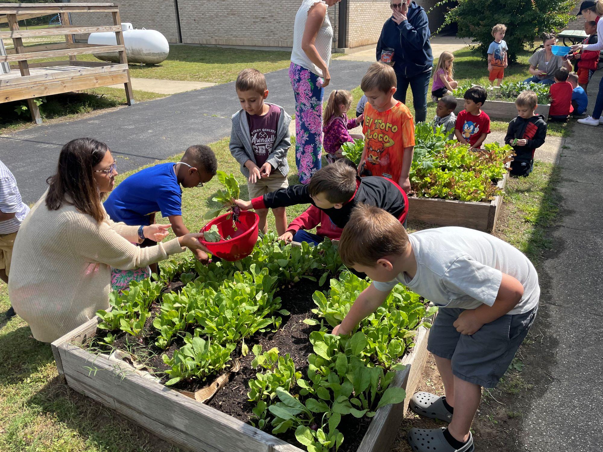 Students harvesting lettuce from a school garden.