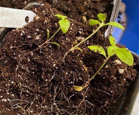 native ironweed seedlings