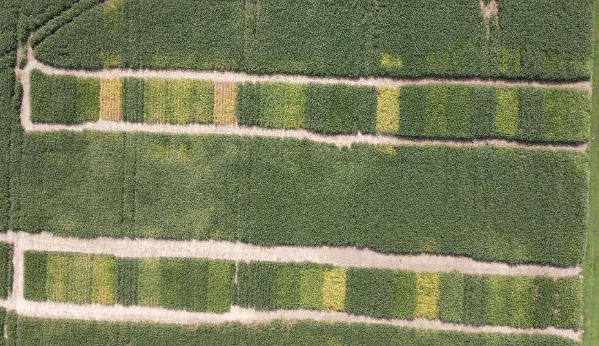 Aerial photo of soybean maturity groups 1.5-3.0 showing different rates of senescence on September 4, 2024.