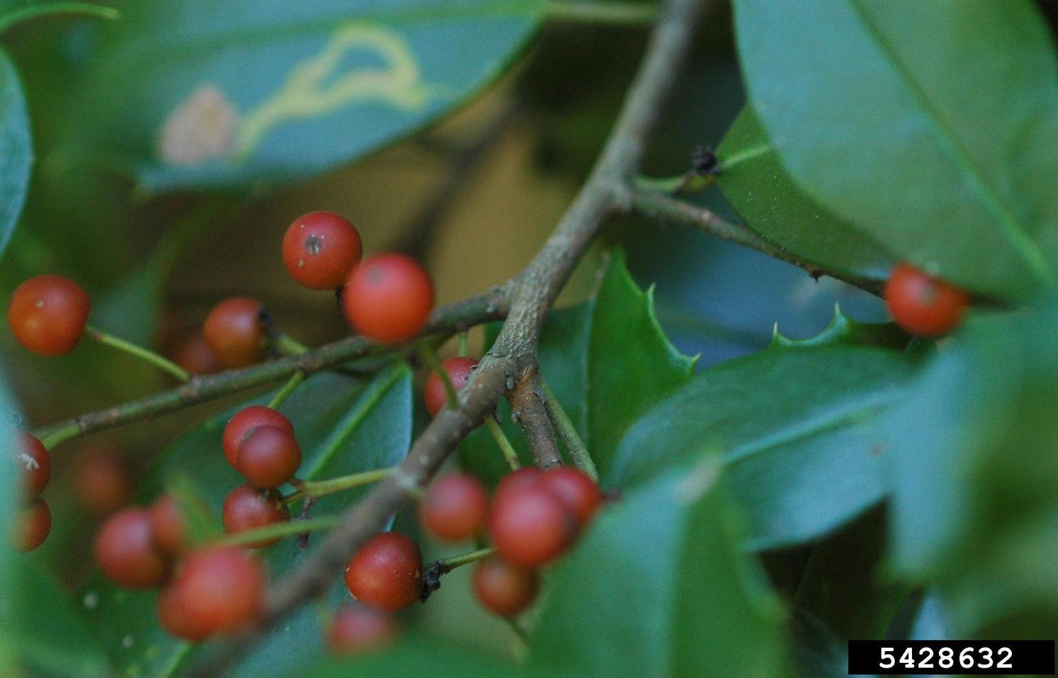 American holly. Photo by Karan A. Rawlins, University of Georgia, Bugwood.org