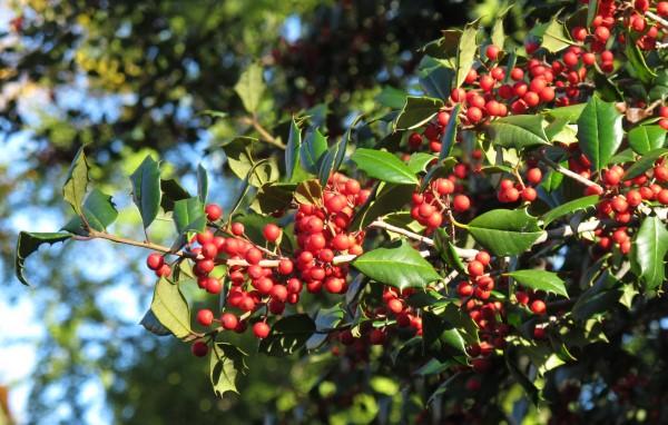 American holly branch with berries
