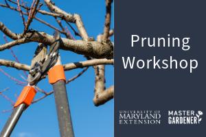 pruners cutting tree branch