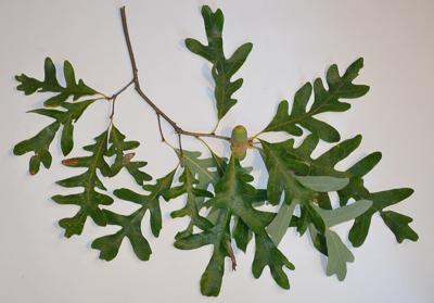 White oak leaves attached to a twig spread out on a table.