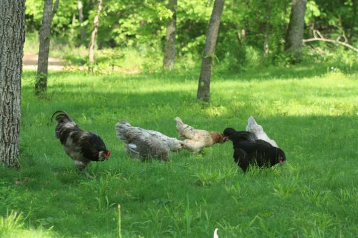 Free range flock of chickens
