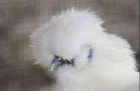 White silkie