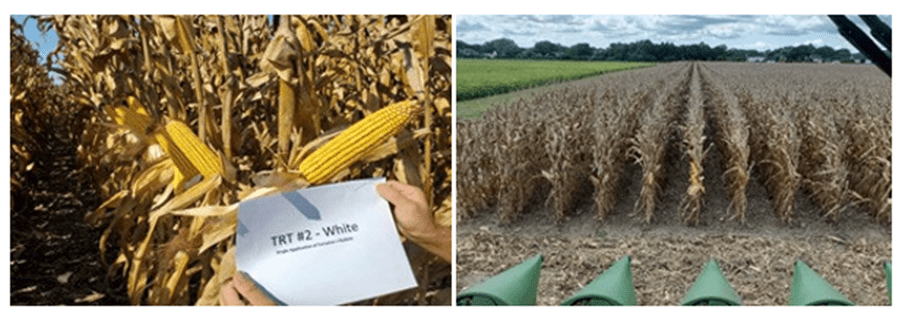 Corn Research pics at LESREC