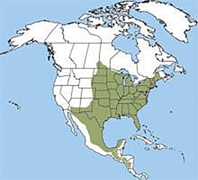 This map depicts the habitat range of the eastern cottontail in eastern North America in green, including the central and southeastern United States, parts of eastern Canada, and extending into eastern Mexico.