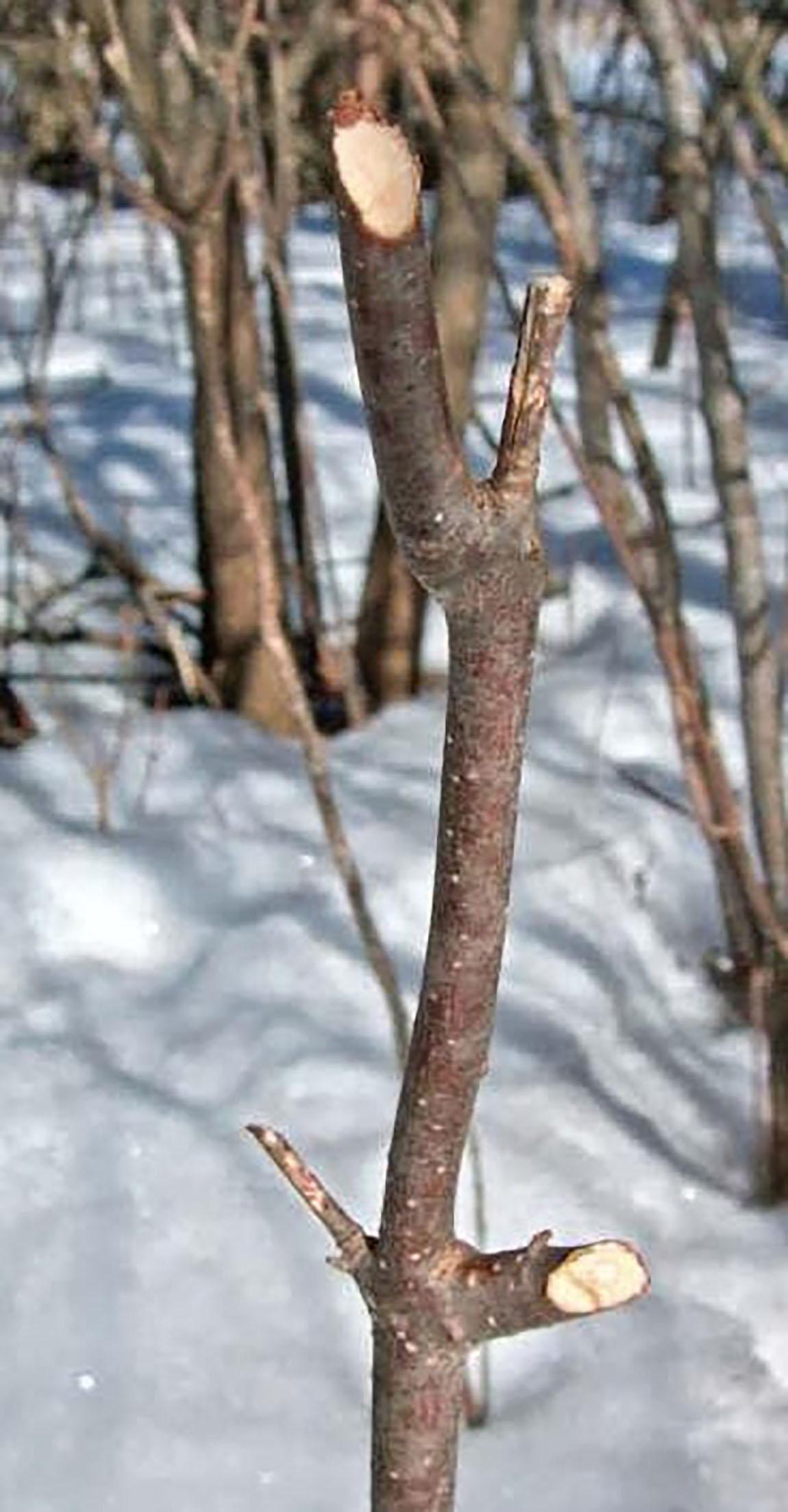 Anglar cuts on tree branch from rabbit damage.