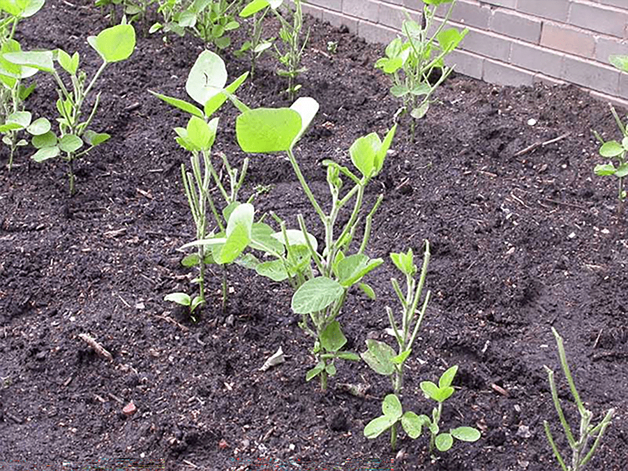 A row of soybeans showing typical damage caused by rabbits.