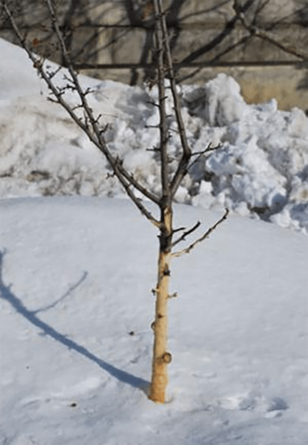 A tree with approximately 3 feet of bark damage against a snowy backdrop.