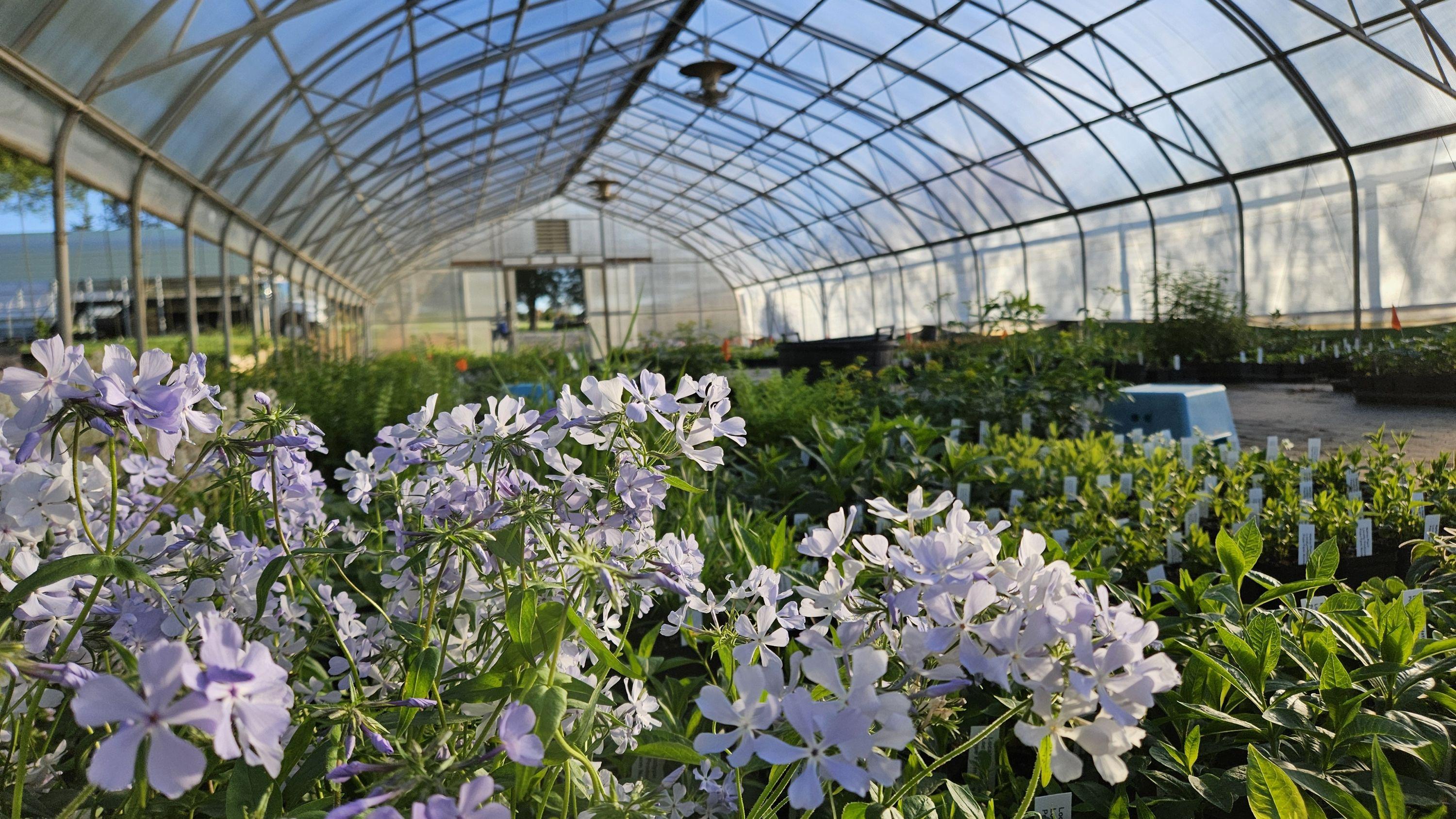 Pope Farm Nursery Greenhouse 
