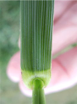 Tall fescue leaf blade showing parallel “corduroy” leaf veins.