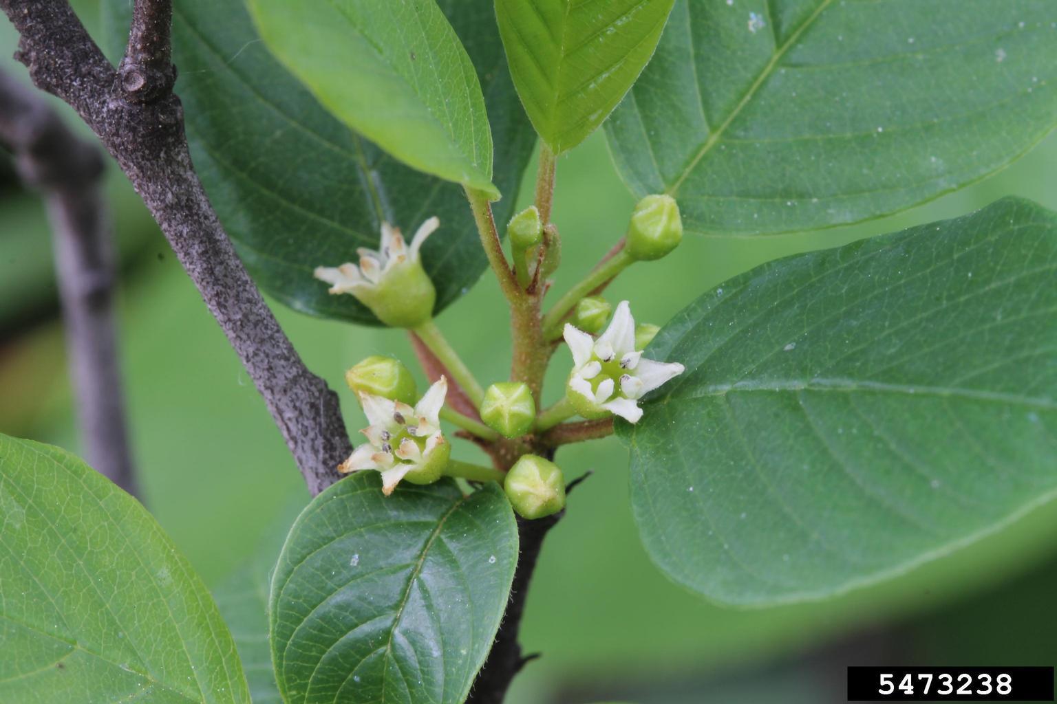 Glossy Buckthorn flowers. Photo by Rob Routledge, Sault College, Bugwood.org