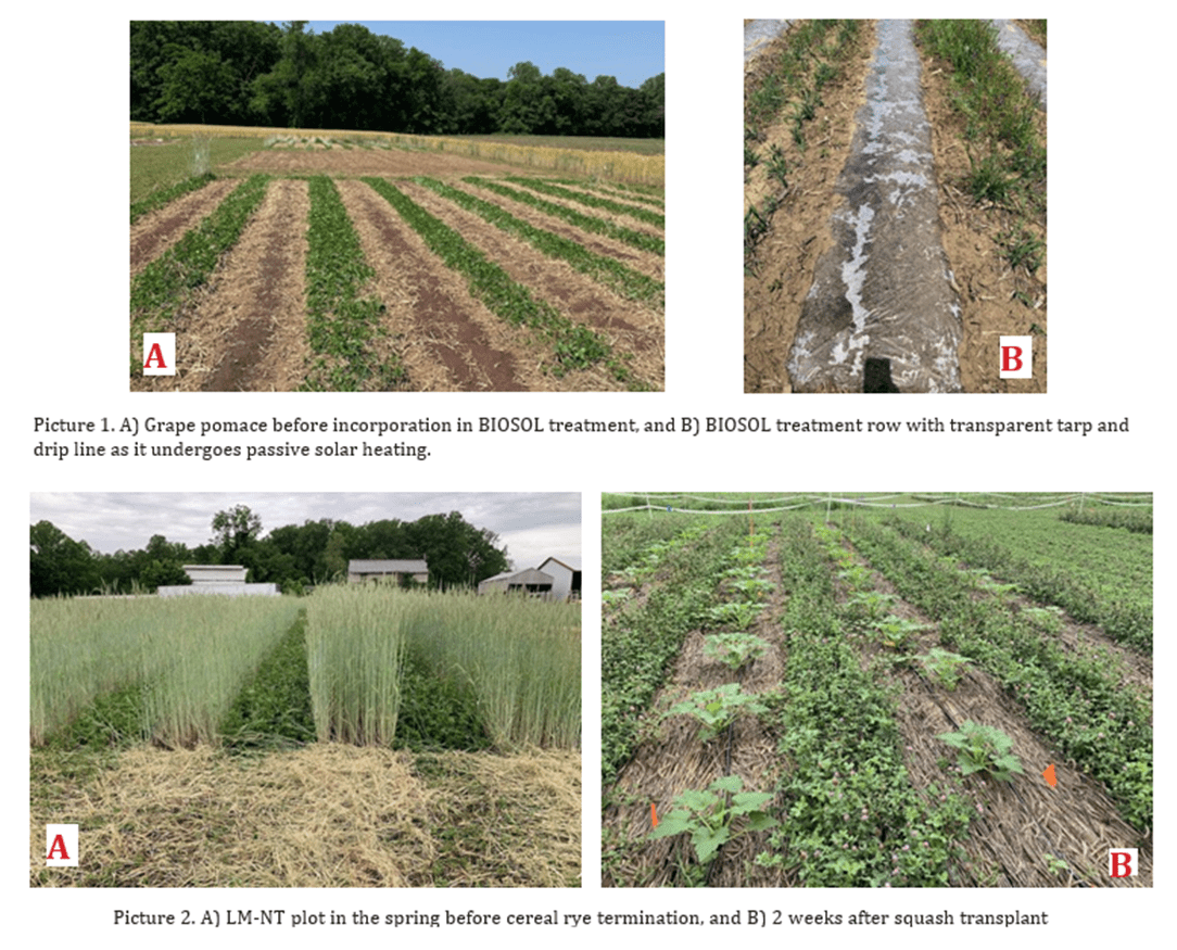 FIeld pictures from Combining Solarization Article