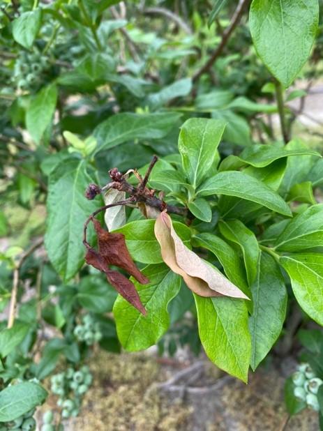 Phomopsis twig blight on bluberry