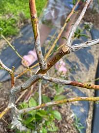 Botryosphaeria dieback in blueberry
