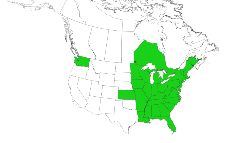 Oriental bittersweet US distribution, 2025. Courtesy eddmaps.org. 