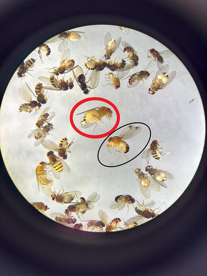 Male (black circle) and female (red circle) spotted wing drosophila surrounded by other drosophila species that were captured in a Scentry SWD trap.