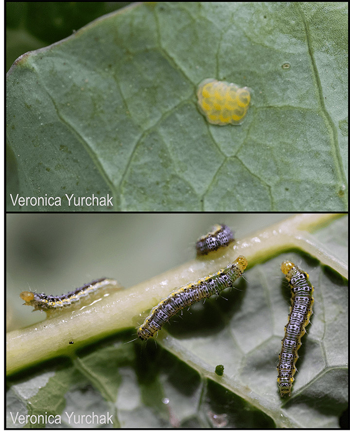 Cross-striped cabbage worm egg mass on cauliflower leaf (top) and larvae on kale (bottom)