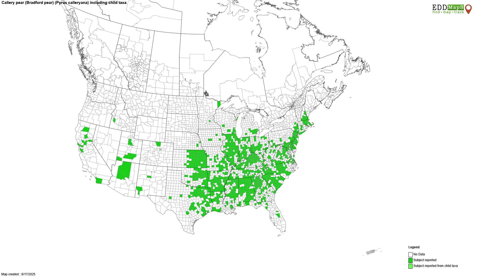 Callery pear distribution map, 2025. Map by EDDMapS.org.