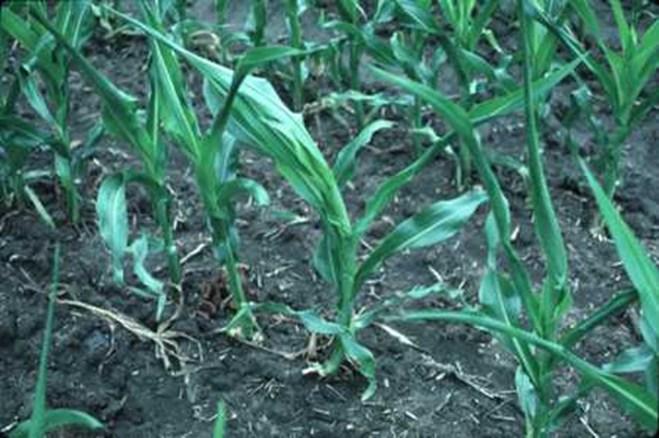 Corn rows exhibit herbicide damage at the whorl stage.