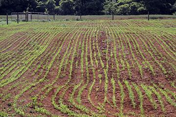 Forage establishment in field