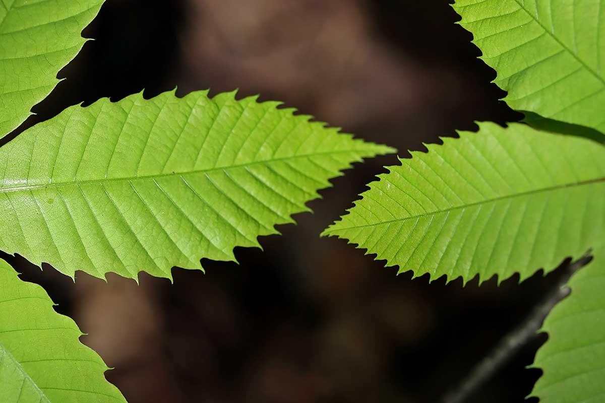 “Fresh American Chestnut Leaves” photo by Brian Fox, 2023 Photo Contest. Photo courtesy of TACF