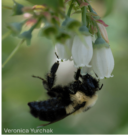 Bumblebee on flower